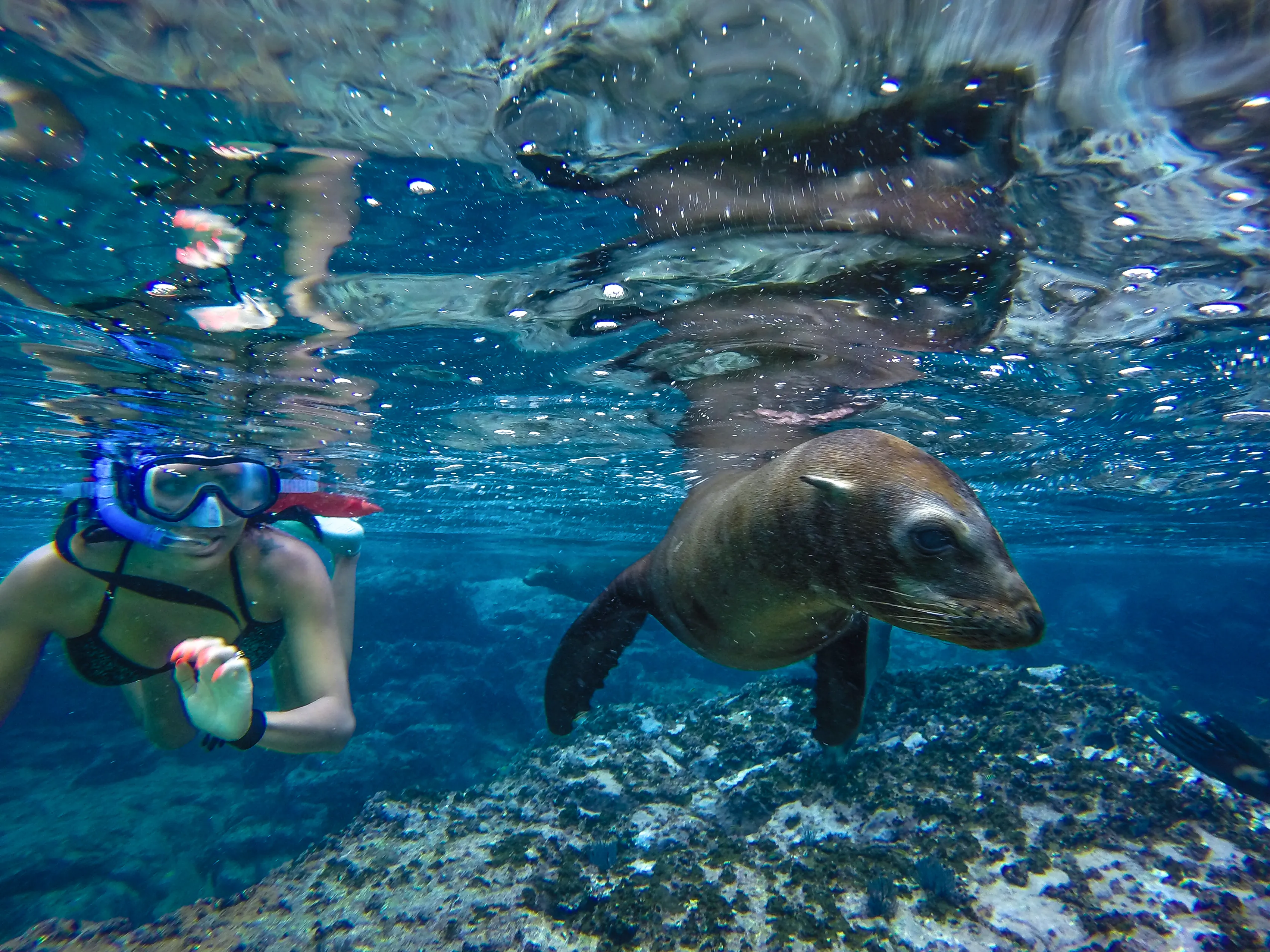 SEA LION ENCOUNTER