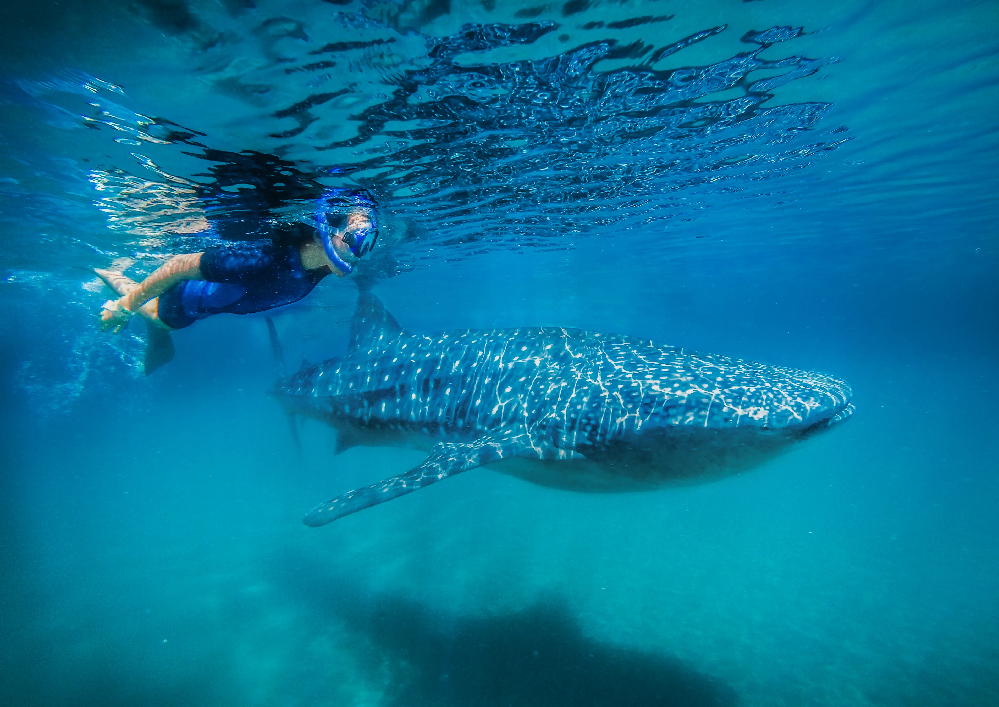 WHALE SHARK ENCOUNTER